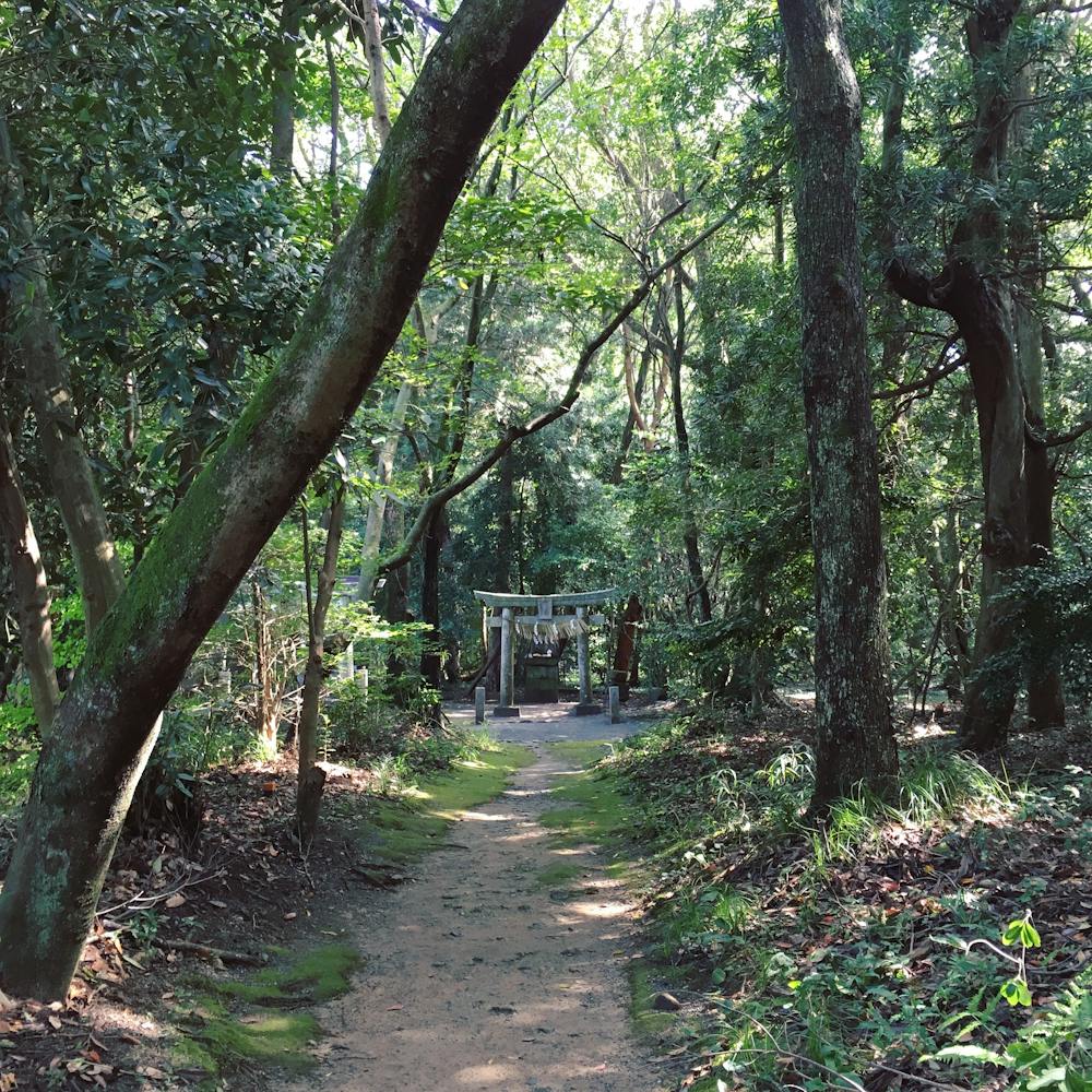 Forêt zen japon